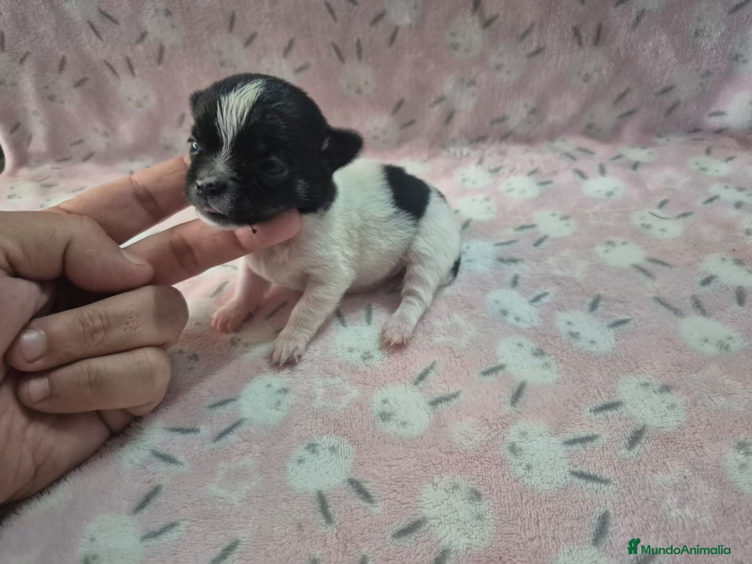 Chihuahua perros en venta: Chihuahua mini toy blue - Imagen 3