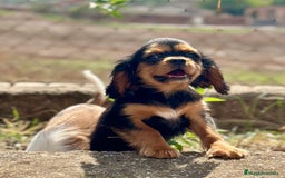 Cavalier King Charles Spaniel perros en venta: CAVALIER DISPONIBLES - Imagen 7