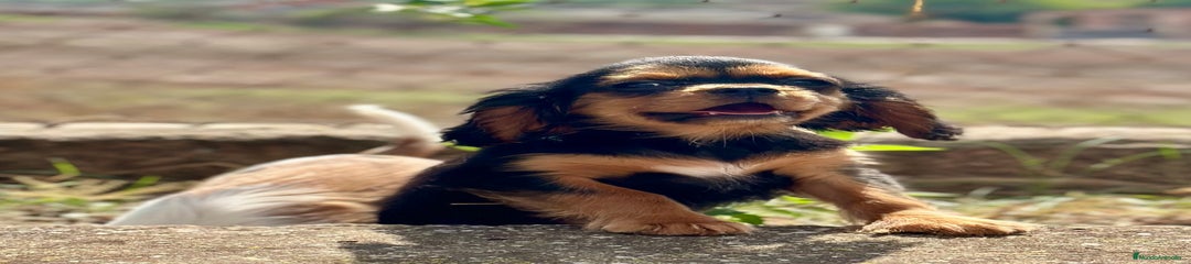 Cavalier King Charles Spaniel Cachorro 3