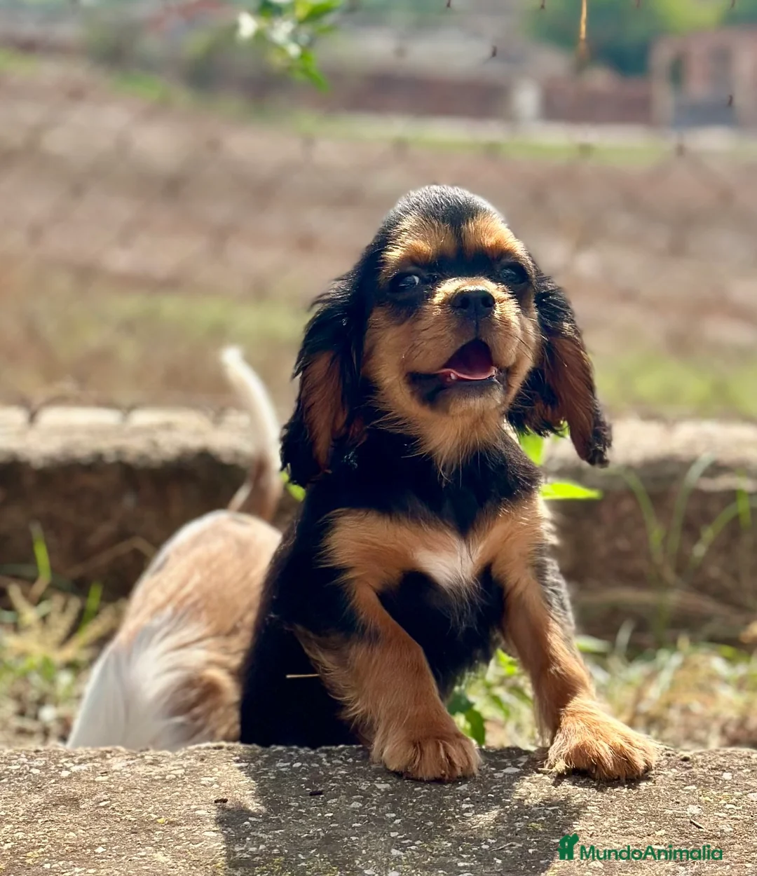 Cavalier King Charles Spaniel perros en venta: CAVALIER DISPONIBLES - Anuncio 7