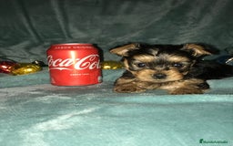 Yorkshire Terrier perros en venta: YORKSHIRES CACHORROS ///// ANDALUCÍA  - Anuncio 4