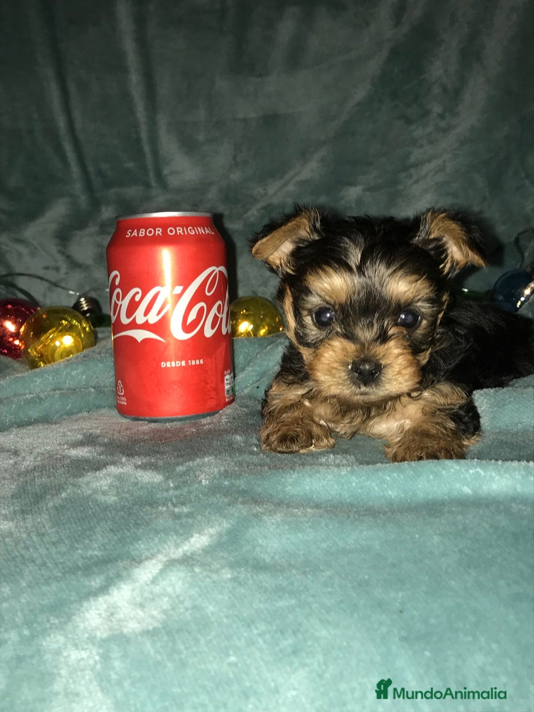 Yorkshire Terrier perros en venta: YORKSHIRES CACHORROS ///// ANDALUCÍA  - Anuncio 4