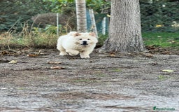 Chow Chow perros en venta: Chow chow - Imagen 4