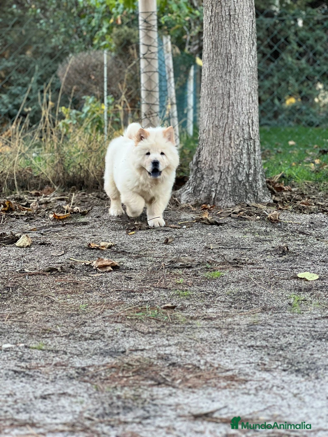 Chow Chow perros en venta: Chow chow - Imagen 4