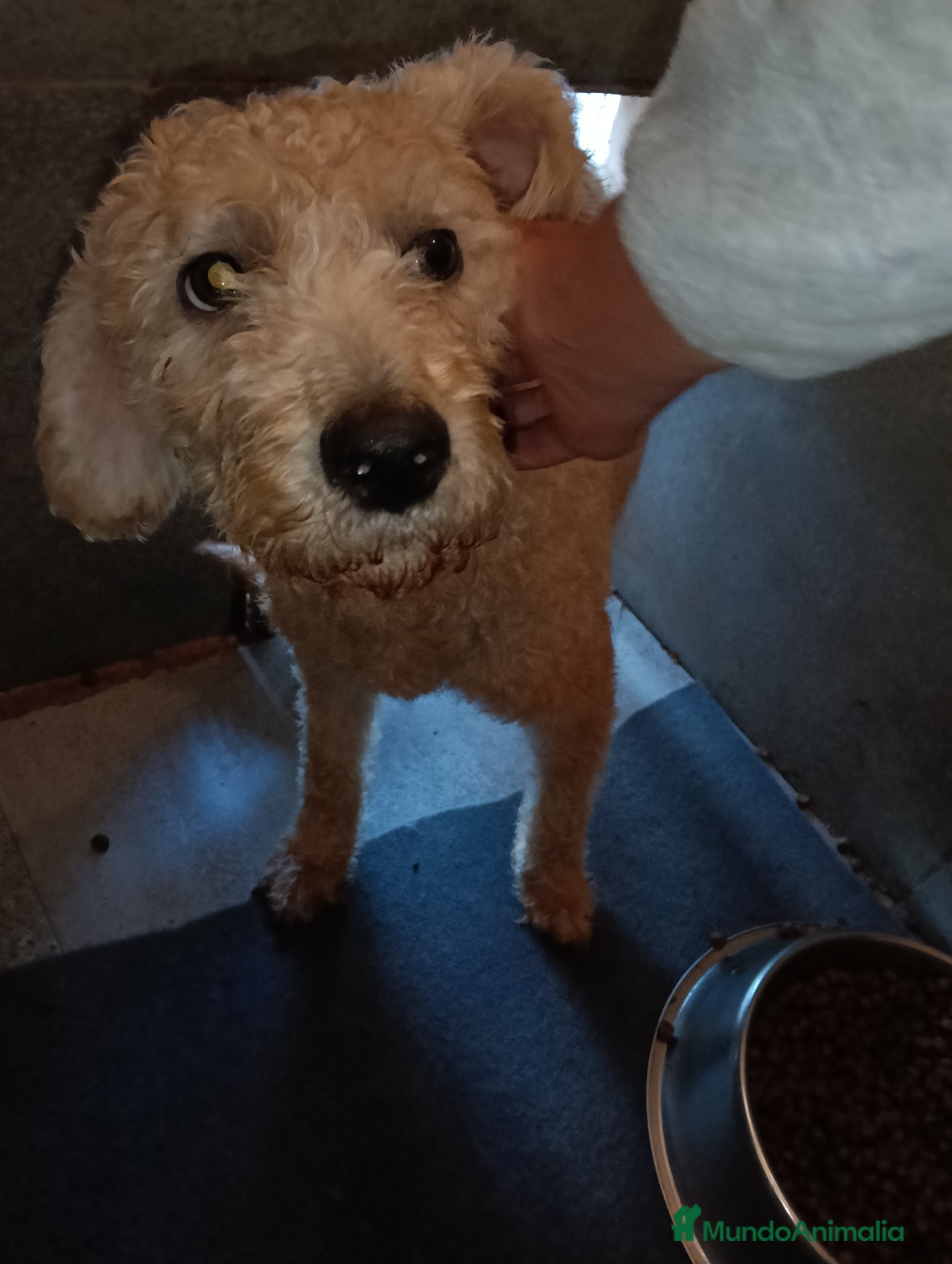 Labradoodle perros en venta: Preciosos cachorros labradoodle - Anuncio 1