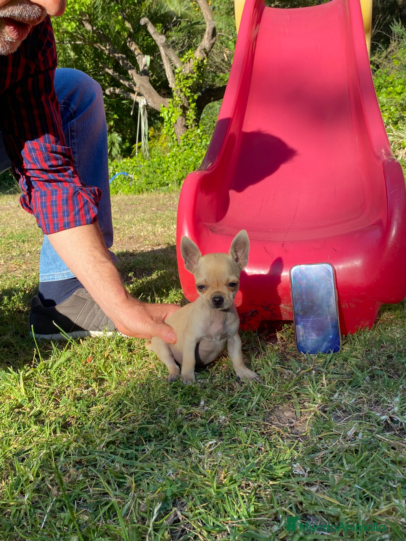 Chihuahua perros Chihuahua camada - Anuncio 1