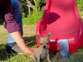 Chihuahua perros Chihuahua camada - Anuncio 1