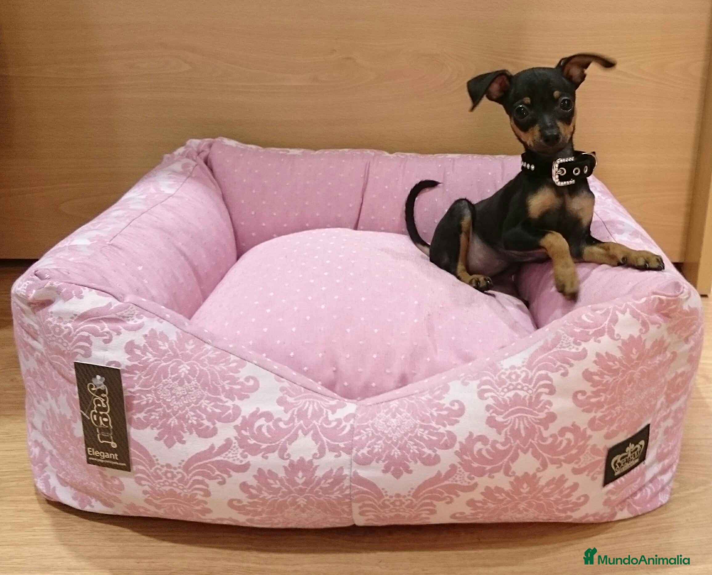 Ratón de Praga perros Ratón de Praga en Barcelona - Anuncio 7