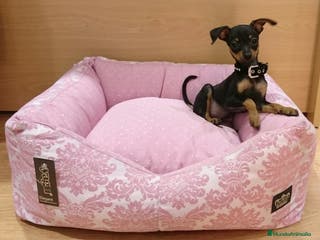 Ratón de Praga perros Ratón de Praga en Barcelona - Anuncio 7