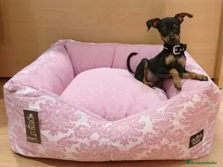 Ratón de Praga perros Ratón de Praga en Barcelona - Anuncio 2