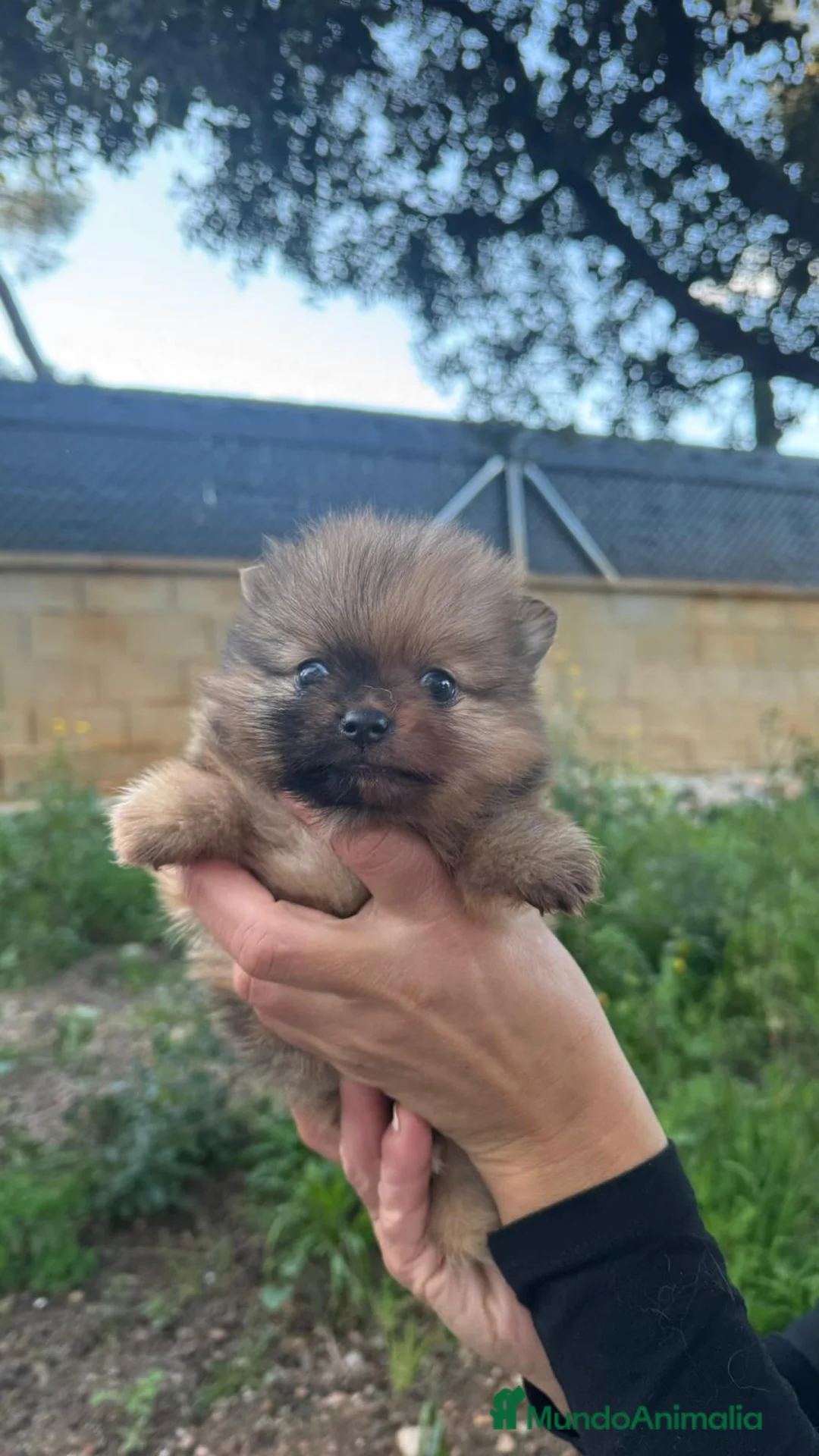 Pomerania perros en venta: Pomerania mini  - Anuncio 5