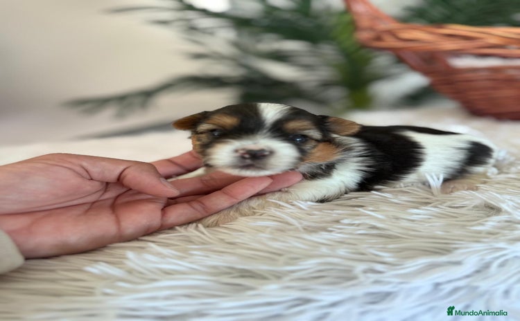 Yorkshire Terrier perros YORKSHIRE BIEWER - Anuncio 4