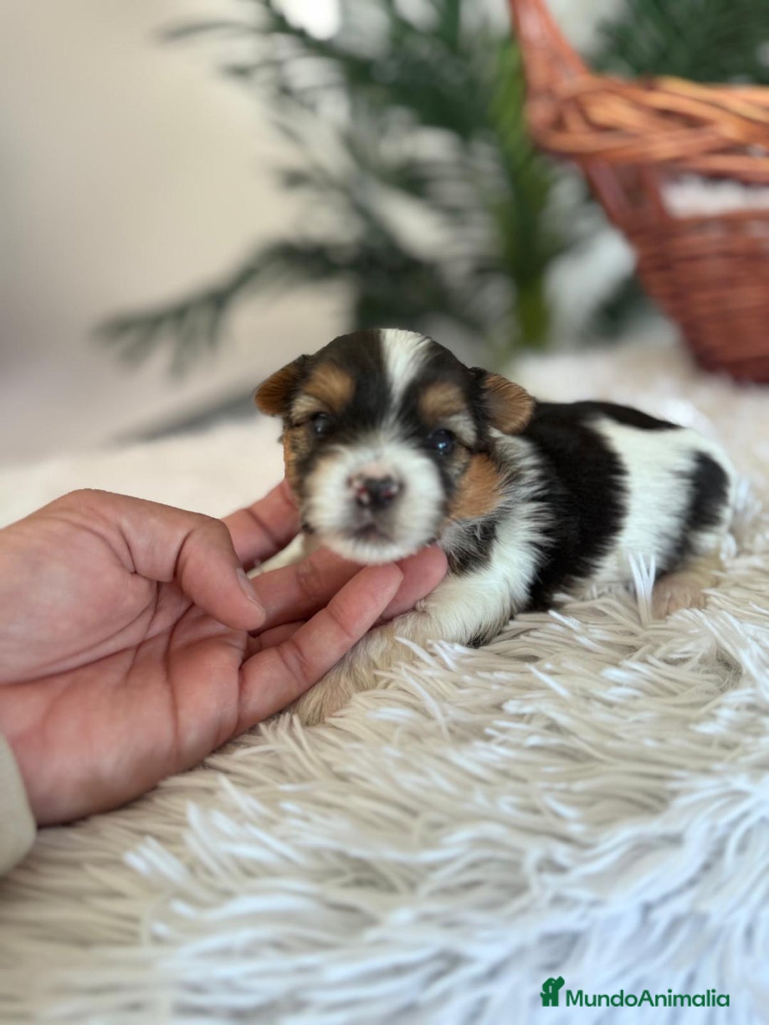 Yorkshire Terrier perros en venta: YORKSHIRE BIEWER - Anuncio 1