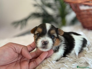 Yorkshire Terrier perros YORKSHIRE BIEWER - Anuncio 4