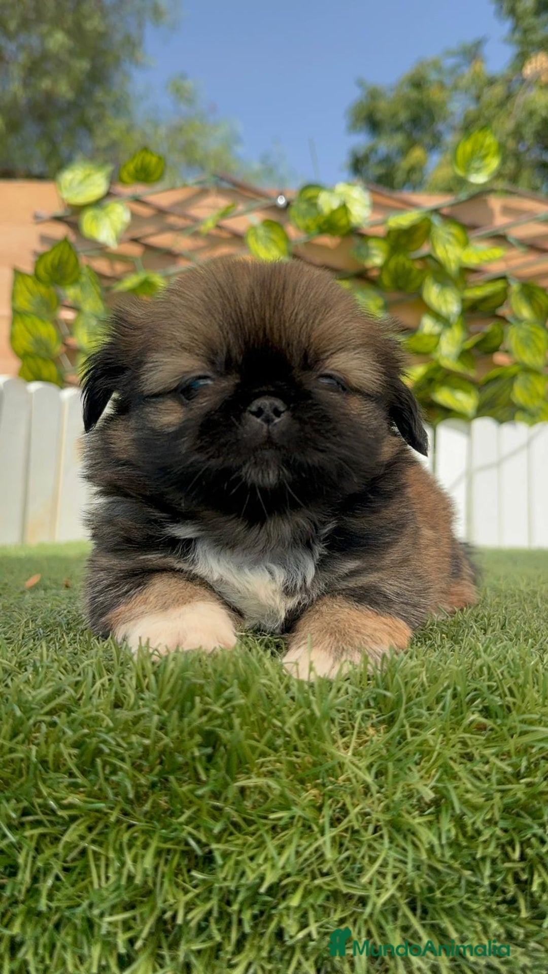 Pekinés perros en venta: PEKINES IMPERIAL HEMBRA - Imagen 11