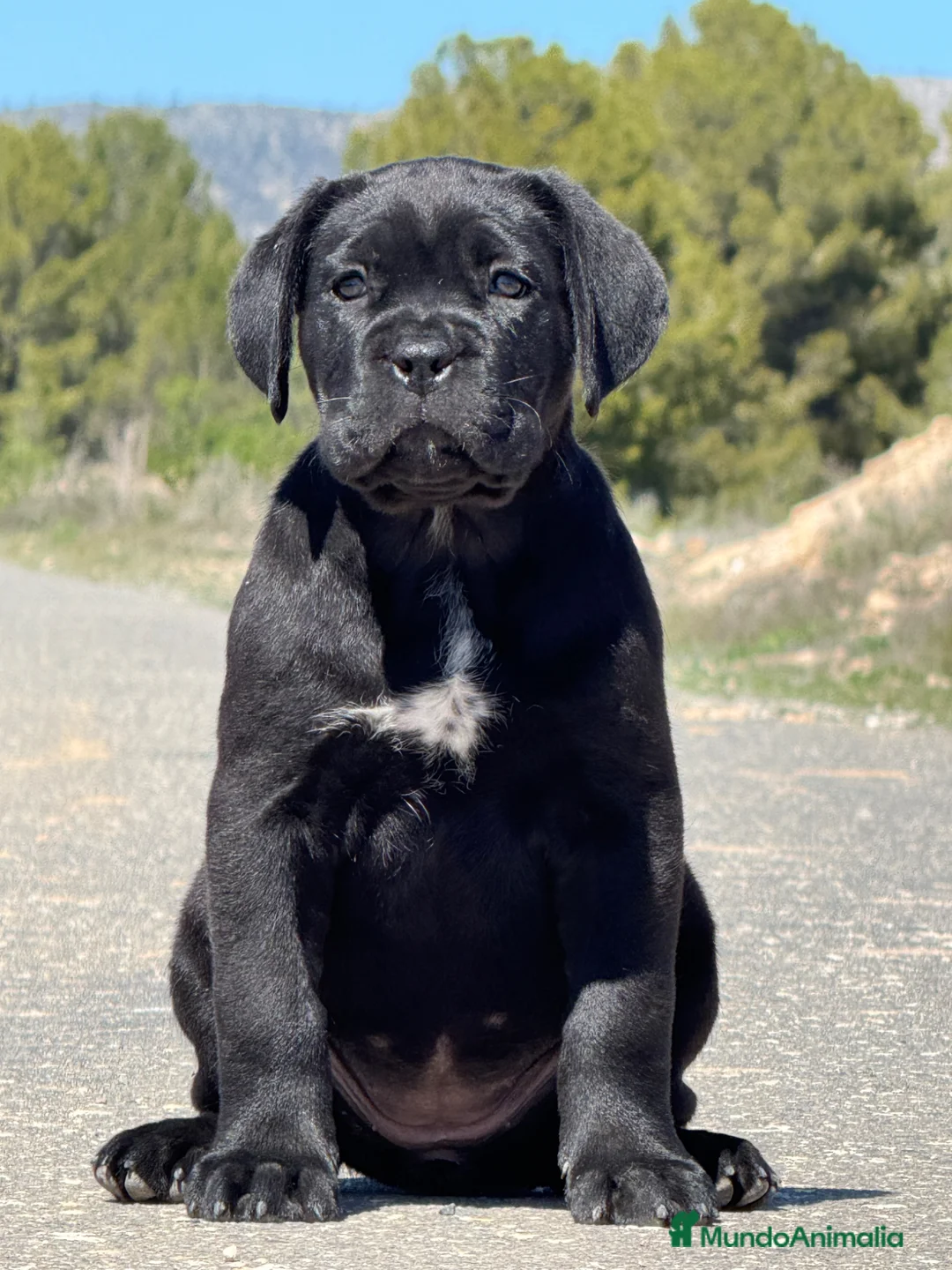 Cane Corso perros en venta: Cachorros de Cane Corso - Anuncio 2