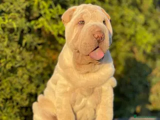 Shar Pei perros LOS MEJORES SHAR PEI en Málaga - Anuncio 26