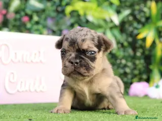 Bulldog Francés perros Preciosos bulldog francés - Anuncio 1