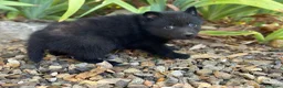 Schipperke perros en venta: Schipperke: unica camada en España 🇪🇸 - Anuncio 3