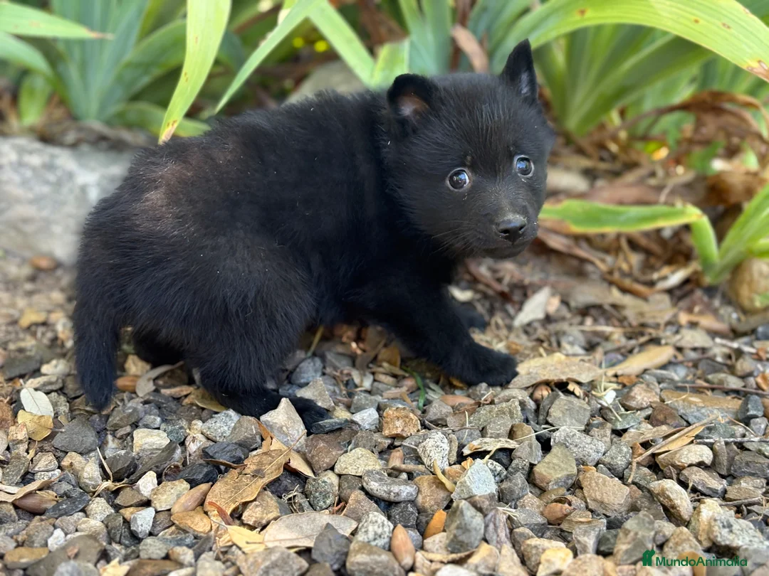 Schipperke perros en venta: Schipperke: unica camada en España 🇪🇸 - Anuncio 2