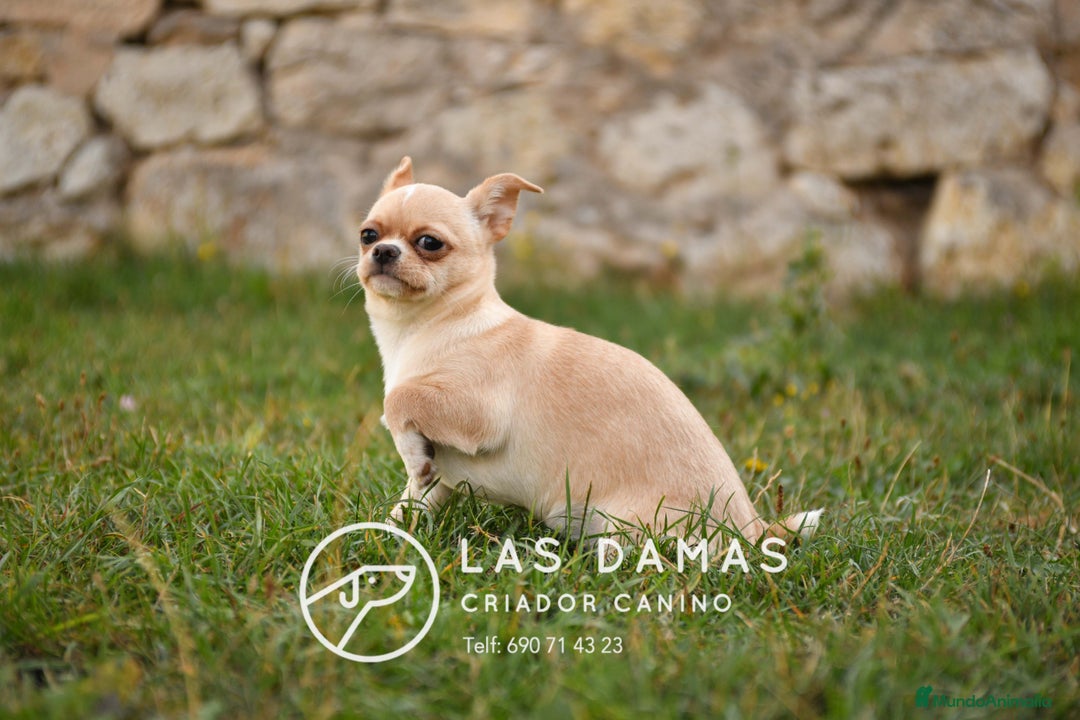 Chihuahua perros en venta: 🐾 Chihuahua autenticos con padres a la vista 🐾  - Imagen 4