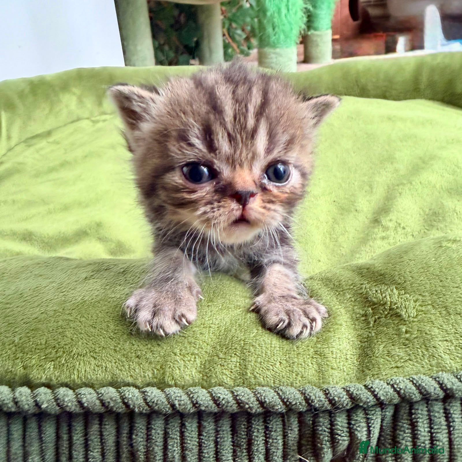 Persa gatos Macho persa tabby - Anuncio 2