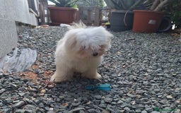 Bichón Maltés perros en venta: Bichón maltes - Imagen 7