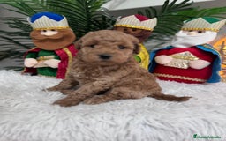 Caniche Toy perros en venta: CANICHE TOY - Anuncio 14