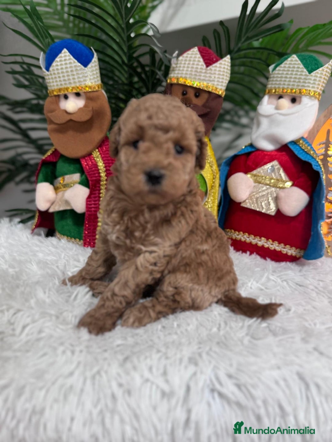 Caniche Toy perros en venta: CANICHE TOY - Anuncio 14