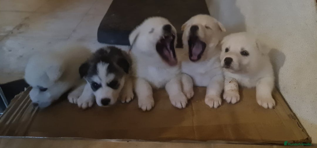 Husky Siberiano perros en venta: Husky siberiano blancos - Anuncio 3