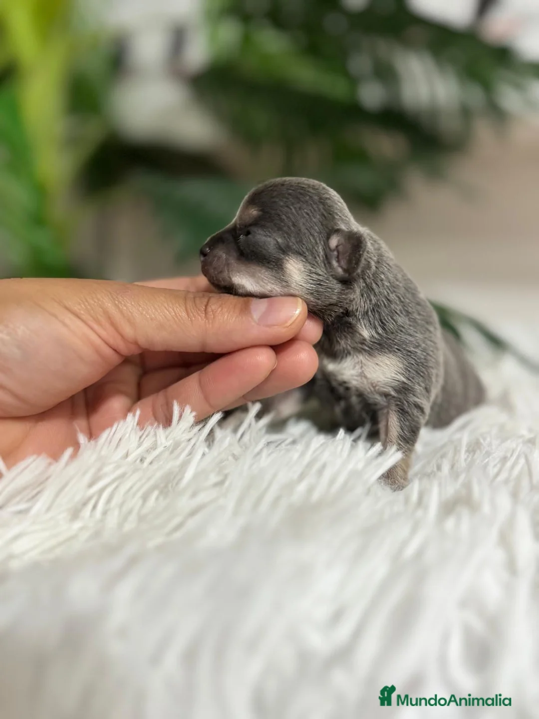 Chihuahua perros en venta: Chihuahua Blue hembra - Anuncio 5