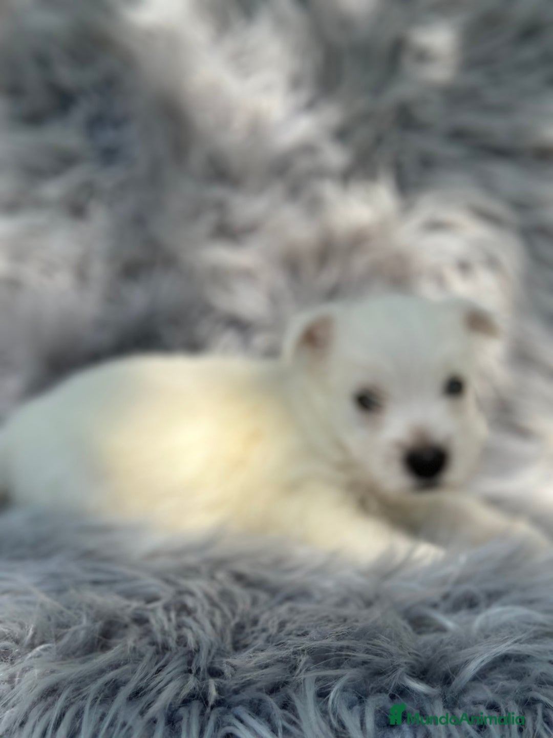 West Highland White Terrier perros en venta: WEST HISDLAND TERRIER - Imagen 4