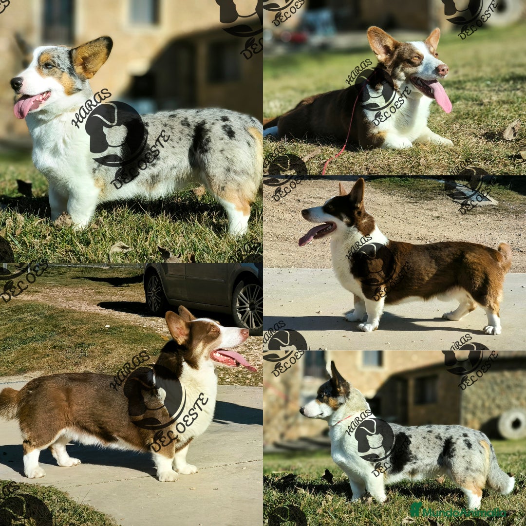 Welsh Corgi Cardigan perros en venta: Corgi  - Anuncio 1