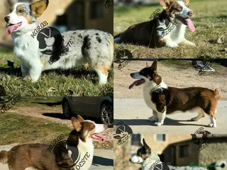 Welsh Corgi Cardigan perros Corgi - Anuncio 1