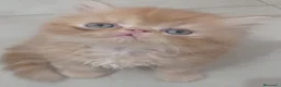 Persa gatos en venta: 💙 PRECIOSOS GATOS PERSAS 🧡 - Anuncio 2