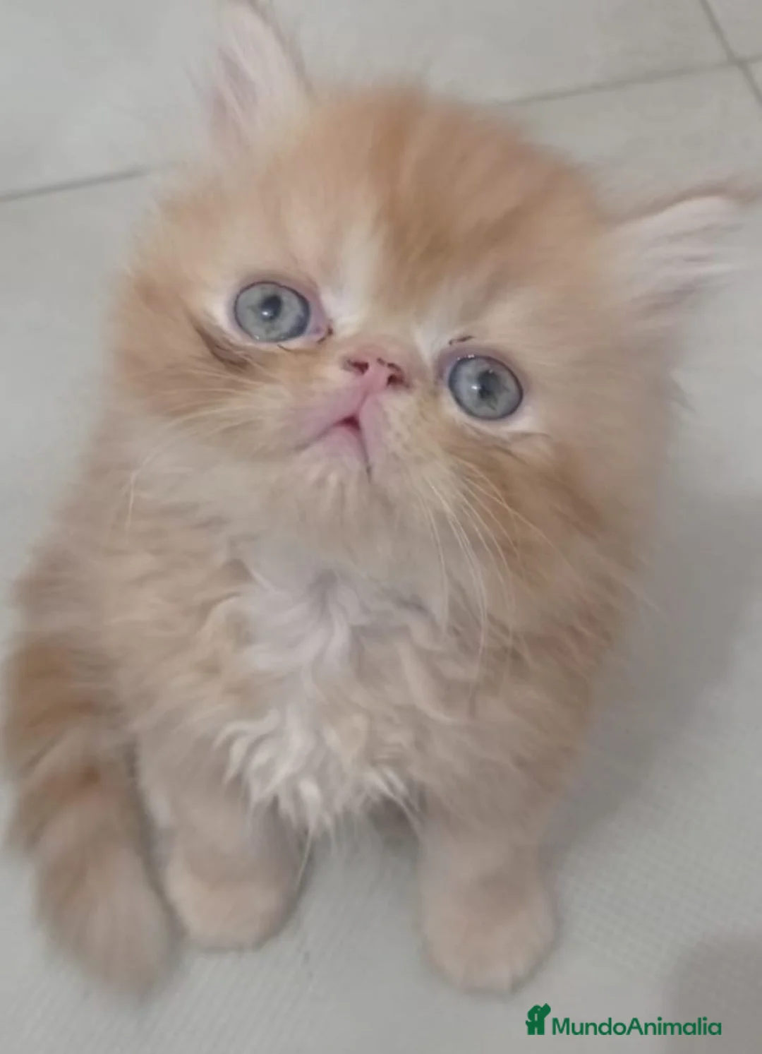 Persa gatos en venta: 💙 PRECIOSOS GATOS PERSAS 🧡 - Anuncio 2