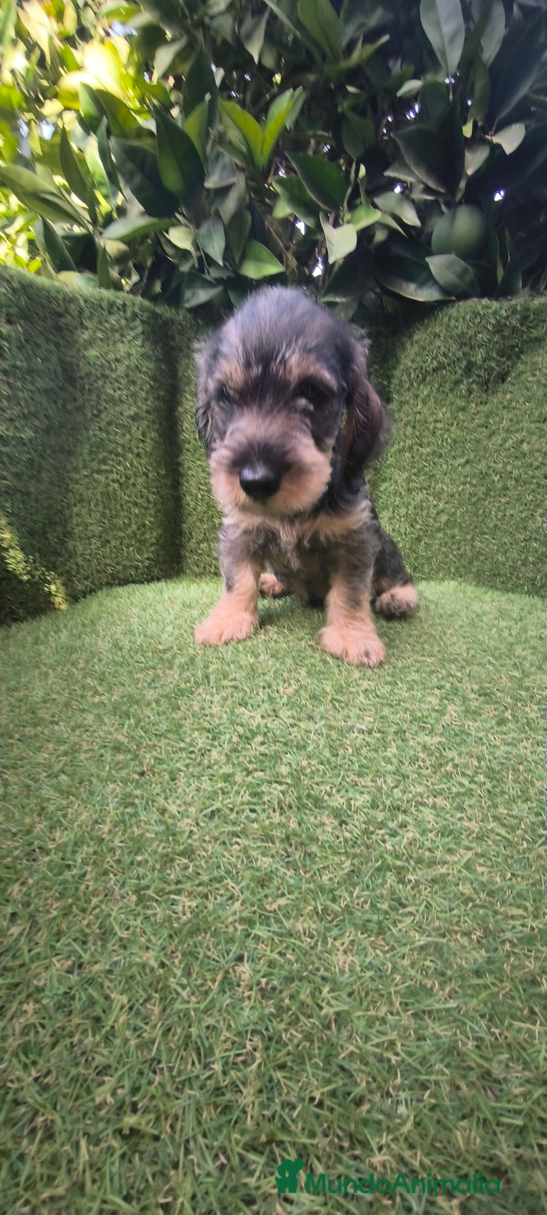 Teckel Miniatura perros en venta: teckel pelo basto - Imagen 10