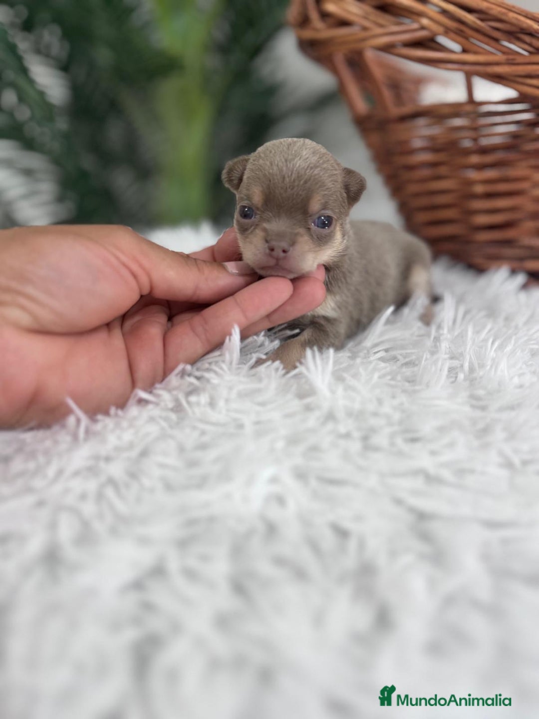 Chihuahua perros en venta: CHIHUAHU LILAC AND TAN - Imagen 9