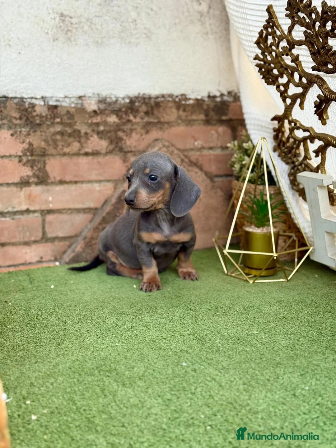 Teckel Miniatura perros en venta: Teckel Blue and tan kanichen espectaculares  - Anuncio 3