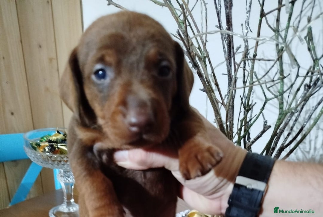 Teckel perros en venta: Teckel Mini - Anuncio 2