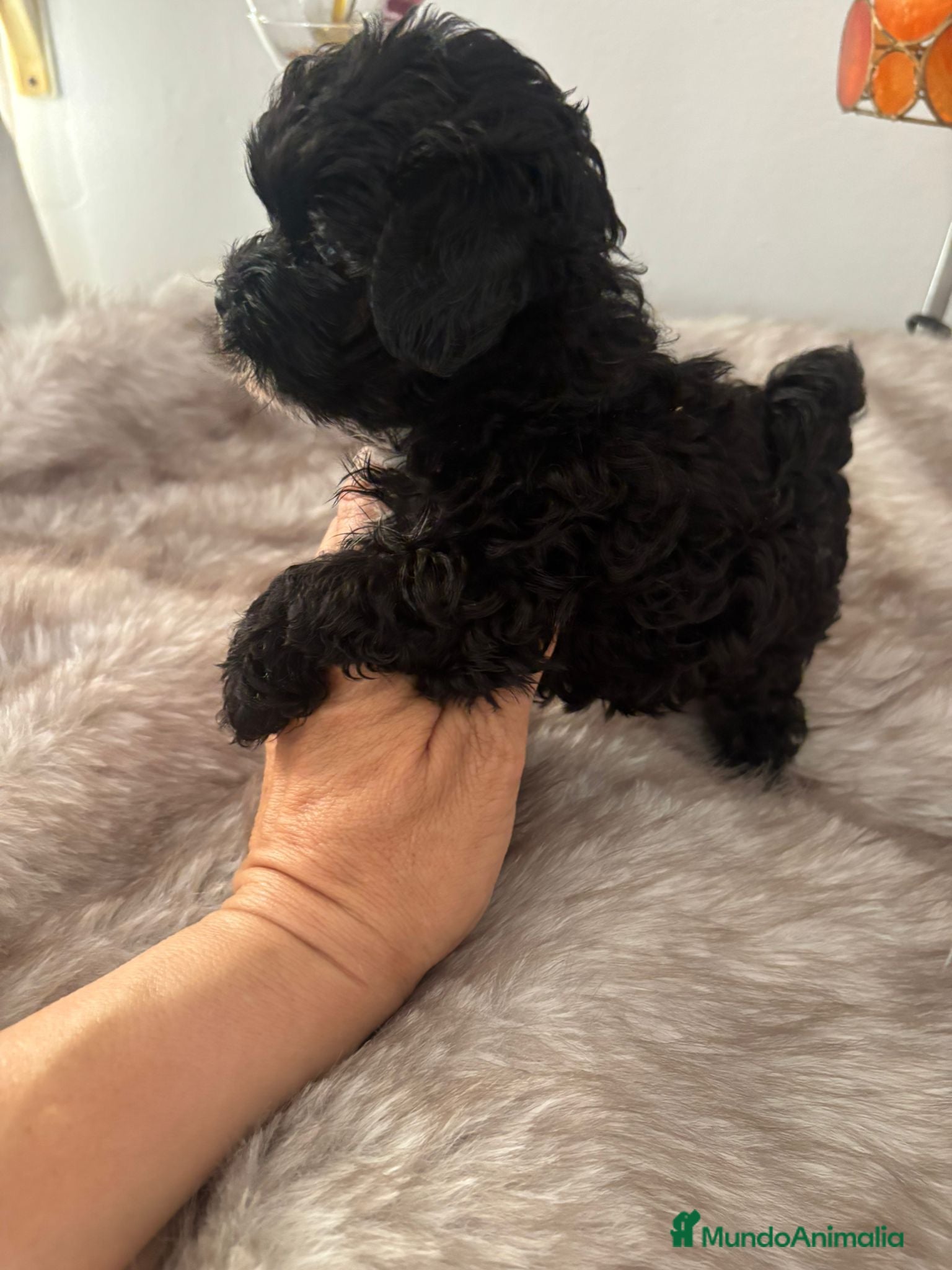 Maltipoo perros en venta: Maltipoo  - Anuncio 3