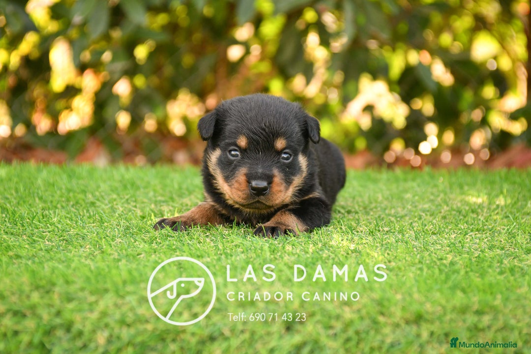 Rottweiler perros en venta: NO SON SIMPLEMENTE CACHORROS DE ROTTWEILER… - Imagen 2