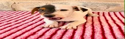 Jack Russell Terrier perros en venta: Jack Russell Terrier macho  - Anuncio 2