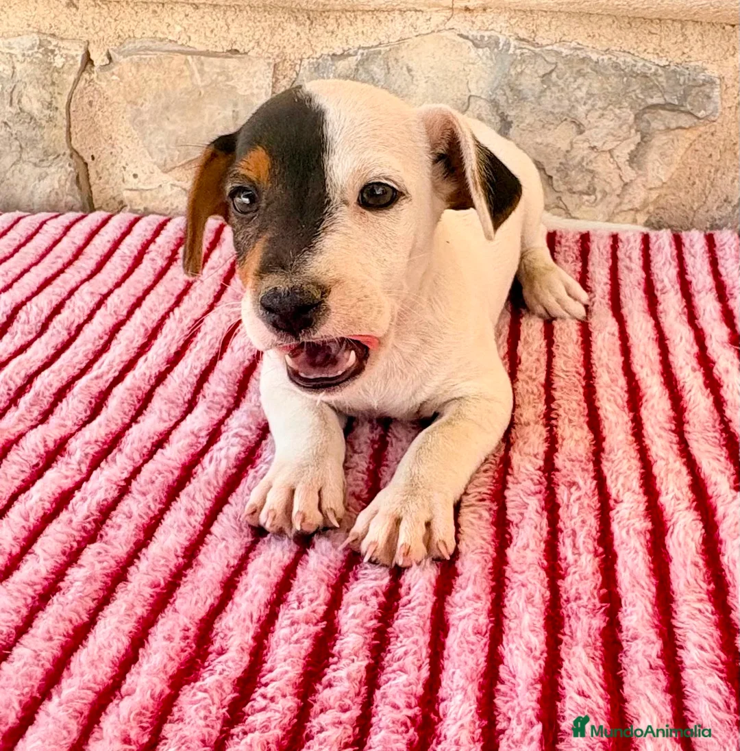 Jack Russell Terrier perros en venta: Jack Russell Terrier macho  - Anuncio 2