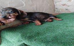 Teckel Miniatura perros en venta: Teckel cachorro macho  - Imagen 4