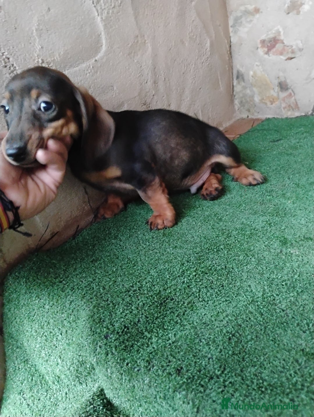 Teckel Miniatura perros en venta: Teckel cachorro macho  - Imagen 4