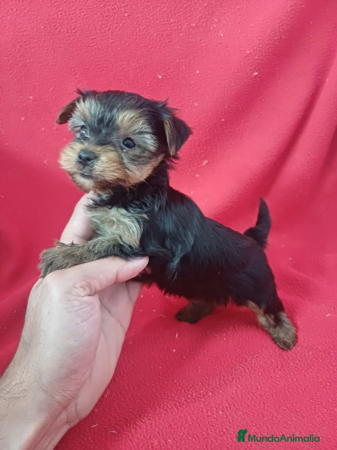 Yorkshire Terrier perros en venta: Yorkshire Terrier  - Anuncio 2