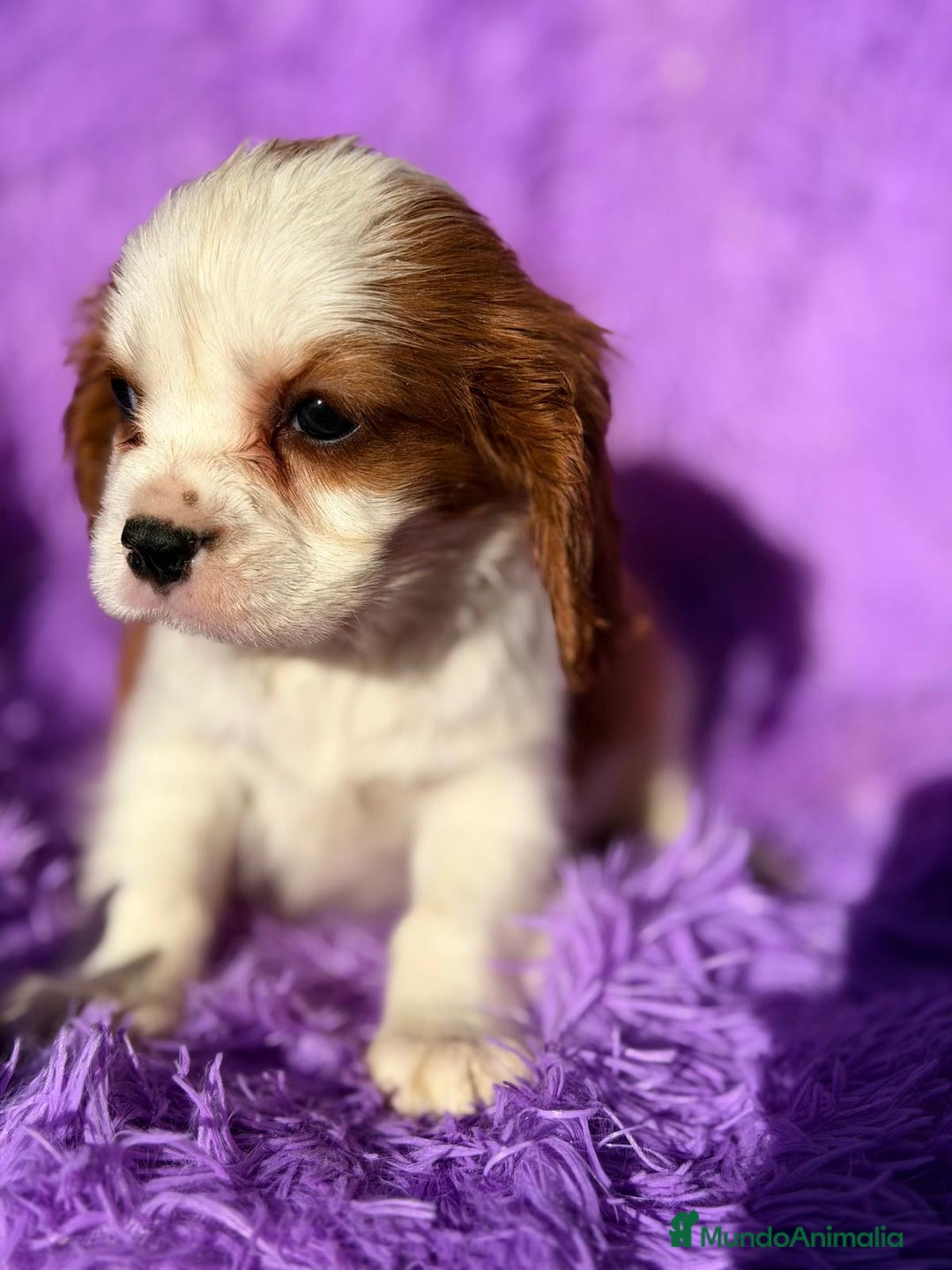 Cavalier King Charles Spaniel perros en venta: CAVALIER BLENHEIN MACHO Y HEMBRA - Anuncio 5