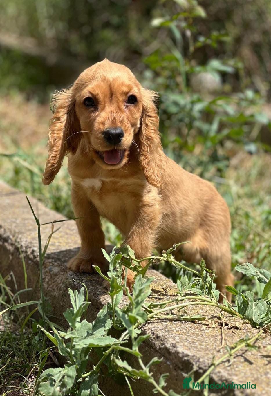 Cocker Spaniel Inglés perros COCKER SPANIEL INGLÉS MACHO DORADO - Anuncio 5