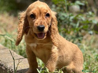 Cocker Spaniel Inglés perros COCKER SPANIEL INGLÉS MACHO DORADO - Anuncio 24